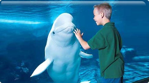 Sea World - Orlando baleia-beluga