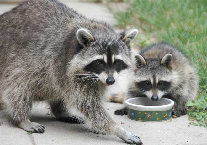 Alligators, Raccoons, Esquilos e Formigas na Florida